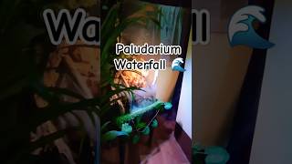 Mini Paludarium Waterfall waterfall paludarium shorts [upl. by Namilus299]