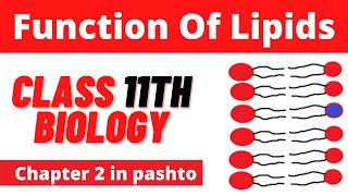 Function of lipids  FSc biology Book 1  Pashto  Home of biology [upl. by Monetta479]