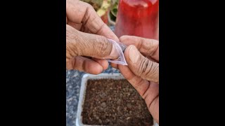 Verbena Seed Germination How To Grow Verbena From Seedviralvideo [upl. by Nihhi]