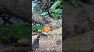 Robin twittering birdwatching [upl. by Sessilu811]