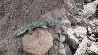 Leopard Gecko Eublepharis Macularius [upl. by Linea]