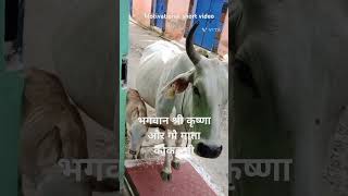 मोटिवेशनल शॉर्ट वीडियोviralshort video viralBhagwan Shri Krishna aur Gau Mata ki kahani [upl. by Froma714]