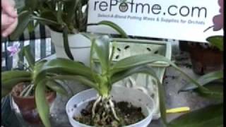 Phalaenopsis Orchid Care  From rePotmecom [upl. by Neenaej]