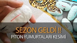 SEZONUN YENİ PİTON YUMURTALARI YILAN YUMURTA KESİMİ [upl. by Livvyy]