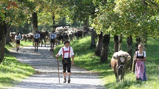 Viehscheid in Oberstdorf 2020 lange Version [upl. by Barth433]