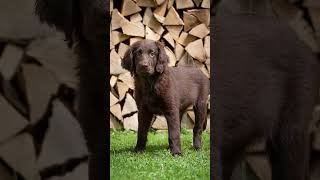 Flatcoated Retriever [upl. by Regazzi]