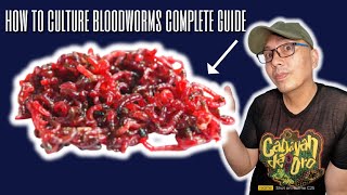 how to culture bloodworms complete guide Live Fish Food [upl. by Miguel]