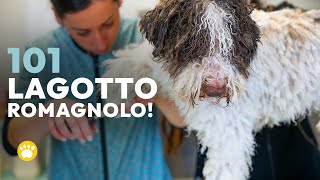 Lagotto Romagnolo 101 [upl. by Nnyla]