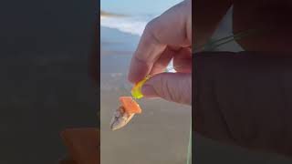 Double drop surf rig with bait presentation examples Sand flea fishbites tight lines [upl. by Air]