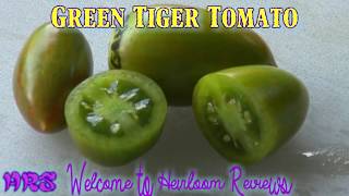 ⟹ Green Tiger Tomato  Solanum lycopersicum  Tomato Review 2018 [upl. by Aivle]