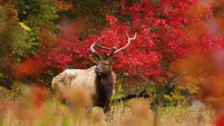 Cataloochee Valley Bull and Fire Maple  October 15 2023 [upl. by Pegeen]