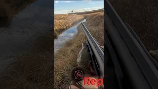 Pheasant Jump Scare😱hunting fyp viral short shorts youtube northdakota [upl. by Loggia]