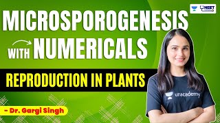 Microsporogenesis with Numericals  Reproduction in Plants  NEET Biology  Dr Gargi Singh [upl. by Katheryn]