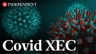 Covid XEC What are the symptoms of new virus strain [upl. by Prosper]