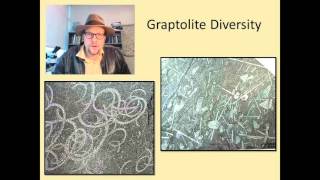 What are Fossil Graptolites and why are they useful in geology [upl. by Delle399]