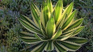 Agave lophantha Quadricolor a gorgeous small agave for gardens and containers [upl. by Eira]