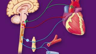 Chemoreceptor Reflex Control of Blood Pressure HD Animation [upl. by Oikim680]