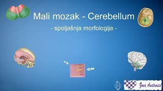 Centralni Nervni Sistem  4 Spoljasnja morfologija malog mozga [upl. by Pavior139]