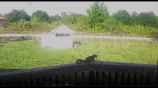 When Dogs Use The Doorbell For Squirrel Patrol [upl. by Slaby]