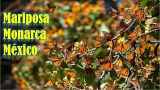 Mariposa Monarca viajera sorprendente [upl. by Nigrom]