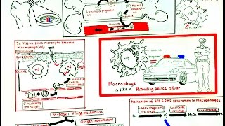 Macrophage and its role in immunity [upl. by Ssac138]