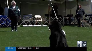 Hundreds of Newfoundlands gather for event at Bayfront [upl. by Ecirp907]