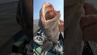 BATTLE WITH A BLACK DRUM pt2 HUGE FISH ON LIGHT TACKLE SALTWATER FISHINGfishingshortsytshorts [upl. by Sykes]