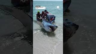 Florida Couple Helps Shark Back into Ocean  AccuWeather [upl. by Saticilef285]