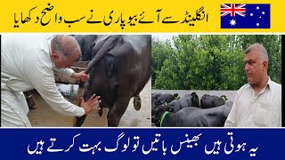 Chaudhry Sagheer Balas buffalo camp Taniot Dongi Azad Kashmir top buffalo video [upl. by Akenehs]