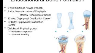 Fracture healing and repair pt 1  basic science [upl. by Ocko]