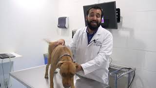 Las 3 enfermedades dermatológicas más comunes en los perros [upl. by Neelahtak569]