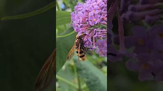 Look at this Hornet Hoverfly I spotted at the park today [upl. by Aneetak]