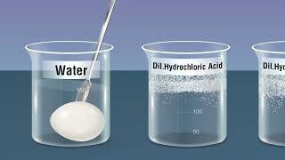 Study the Phenomenon of Osmosis [upl. by Enytsirhc]