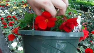 How to grow MASSIVE Begonia Flowers Greenhouse Secret [upl. by Okramed828]