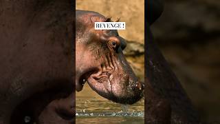 Hippo VS Crocodile Kuda Nil VS Buaya  When Revenge Strikes Back hippo crocodile hewan animals [upl. by Aihseyk]