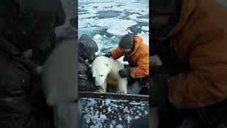 🐻‍❄️ Tiny Polar Bears Heartwarming Rescue 😍 PolarBearRescue WildlifeConservation ArcticAnimals [upl. by Pessa512]