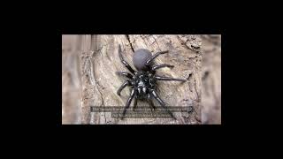 Sydney Funnel Web Spider [upl. by Namara700]