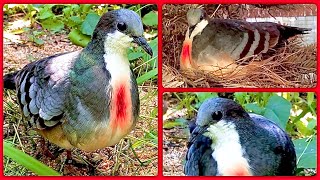 Luzon bleedingheart dove in bird aviary  with small chick [upl. by Annwahs]