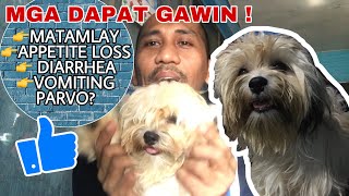 Matamlay at Walang Ganang Kumain na Shih Tzu  Mga Dapat gawin [upl. by Agarhs]