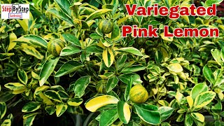 Variegated Pink Lemon tree careHow to grow and care Lemon plant [upl. by Brookes538]