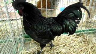 Cemani Europaschau Metz [upl. by Miarhpe22]