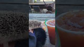 THIRSTY HEDGEHOG TRIES TO DRINK MY BLOODY MARY hedgehog hedgehoglove hedgies [upl. by Gardie682]