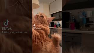 🐾🦁dame algo sabroso😻🐈 cute guapo gatostiktok gatos gato catvideos gatitos cat funnycats [upl. by Alrahc]