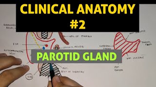 Parotid Gland 5  Frey Syndrome  Clinical Anatomy [upl. by Resarf]