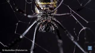 Nephila Spider cleans her legs one by one [upl. by Nazarius199]