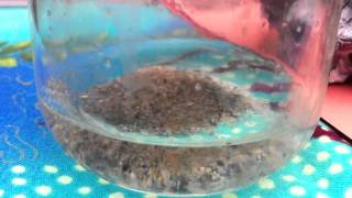 Grunion babies just hatched [upl. by Rushing]