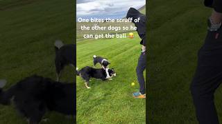 Playing balls with 2 Icelandic sheep dogs that turned up at our hotel room 🥰 dog shorts fyp [upl. by Lourie]