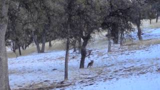 Coyote vs Bobcat [upl. by Rorrys]