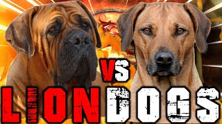 Boerboel vs Rhodesian Ridgeback  Rhodesian Ridgeback vs Boerboel  Billa Boyka [upl. by Arihas]