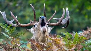 Bushy Park  Rutting Deer [upl. by Bullough117]